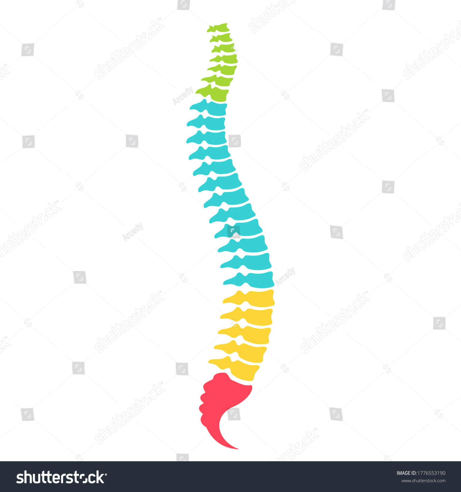 Anatomical Model Spinal Column Vector Illustration Stock Vector ...