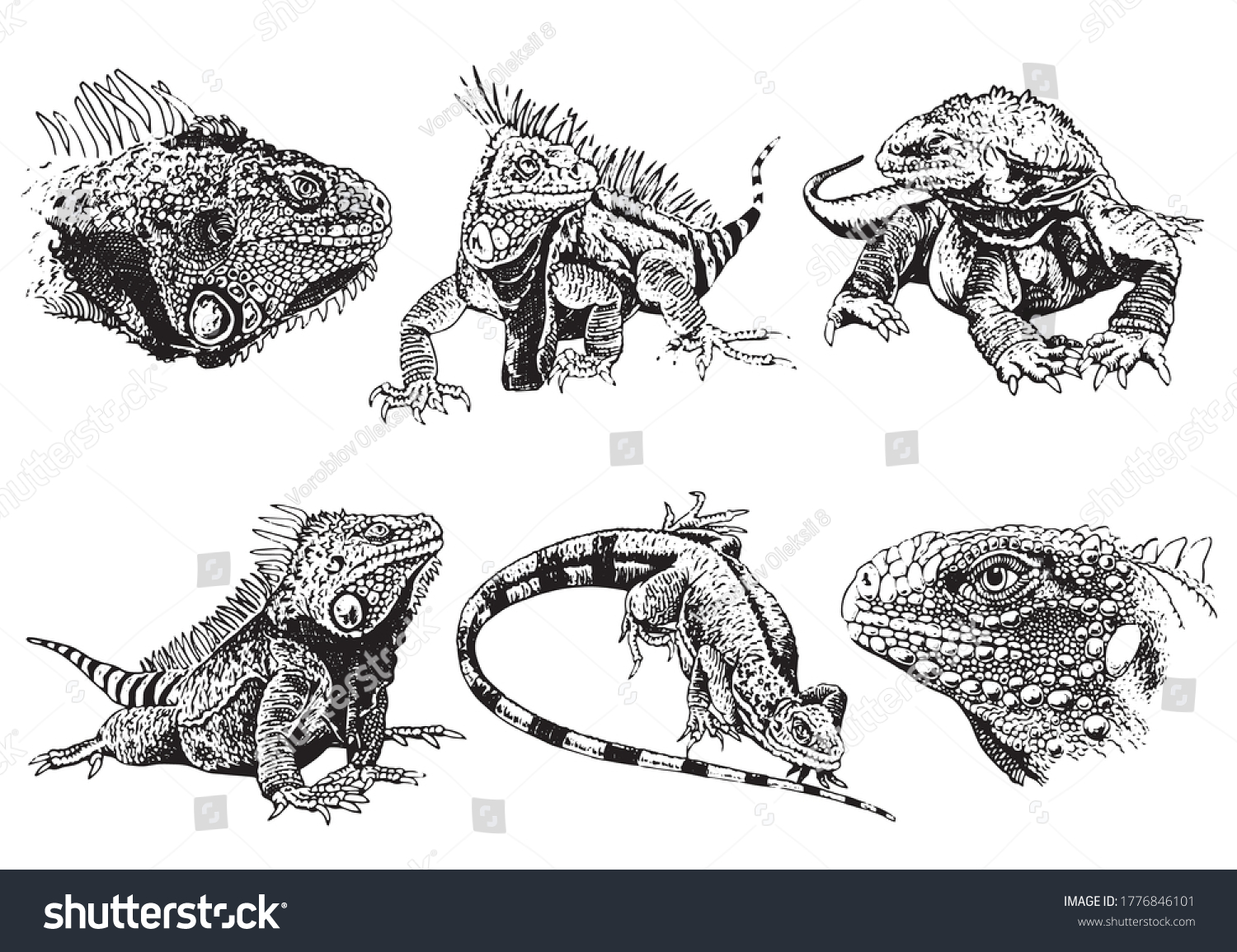 Graphical Set Iguanas Isolated On White Stock Vector (Royalty Free ...