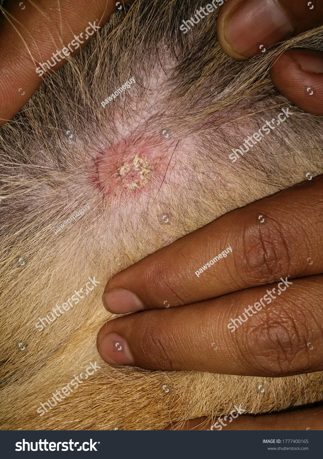 what causes ringworm in a dog