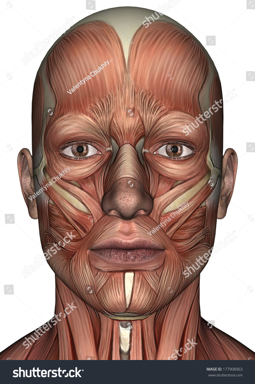 3d Digital Render Male Anatomy Face Stock Illustration 177908963 ...