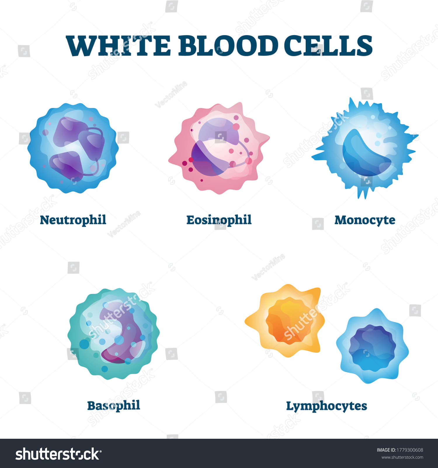 White Blood Cell Types Labeled Examples Stock Vector (Royalty Free ...