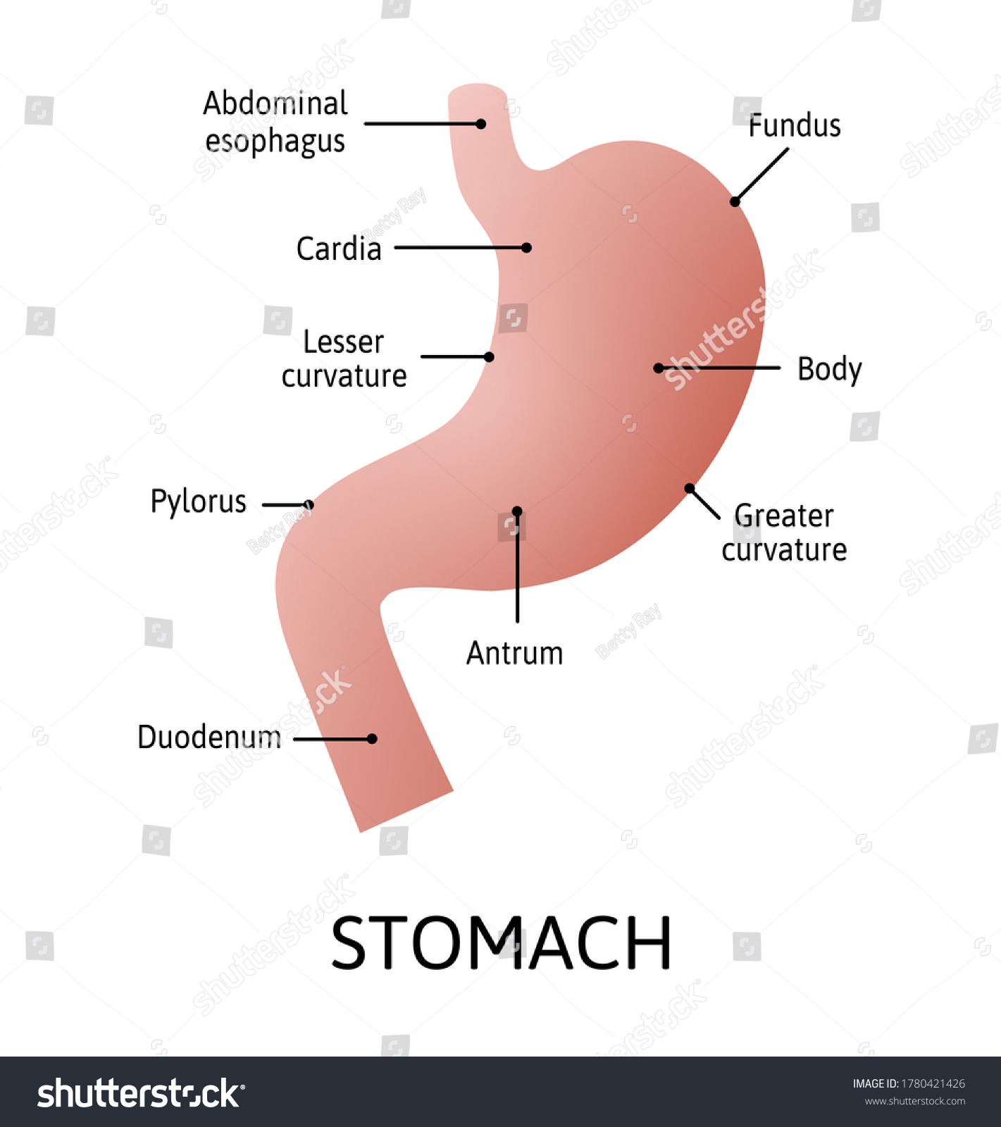 Human Stomach Anatomy Isolated On White Stock Vector (Royalty Free ...