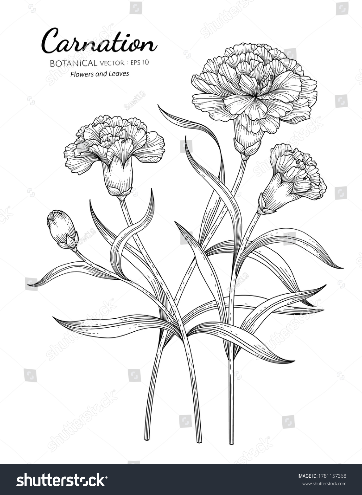 Carnation Flower Leaf Hand Drawn Botanical Stock Vector (Royalty Free ...