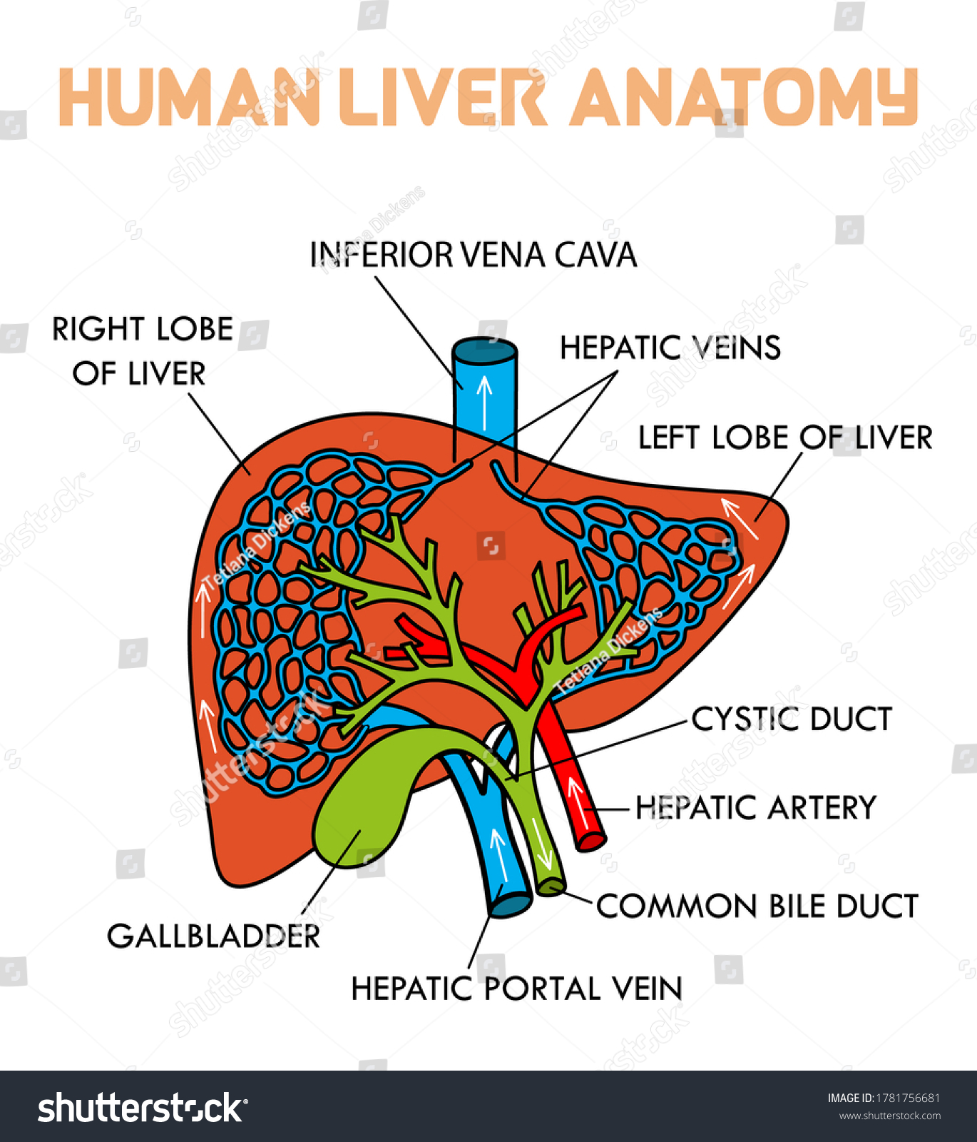 Human Liver Anatomy Medical Science Vector Stock Vector (Royalty Free ...