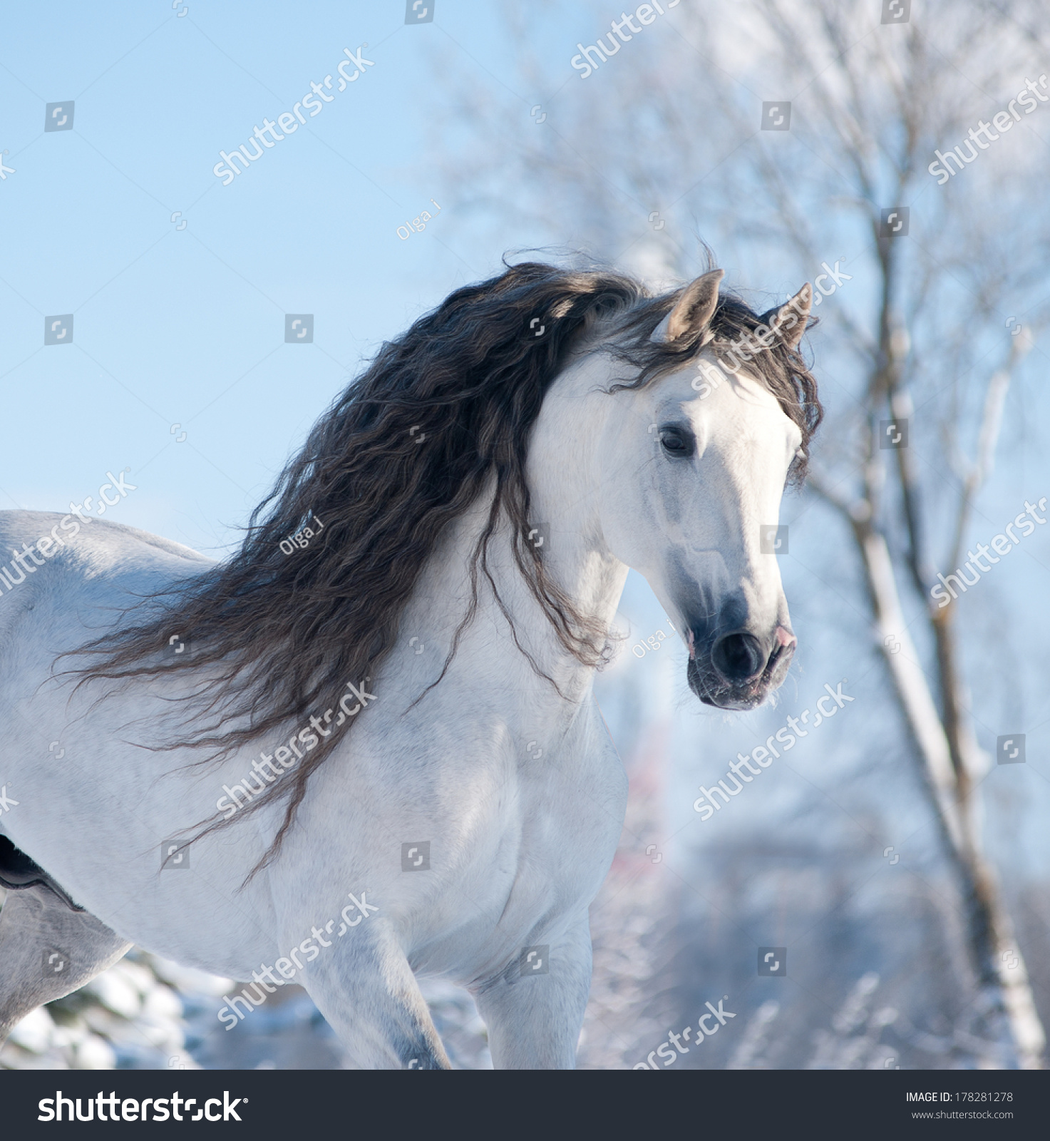 Белая лошадь с черной гривой Андалузская