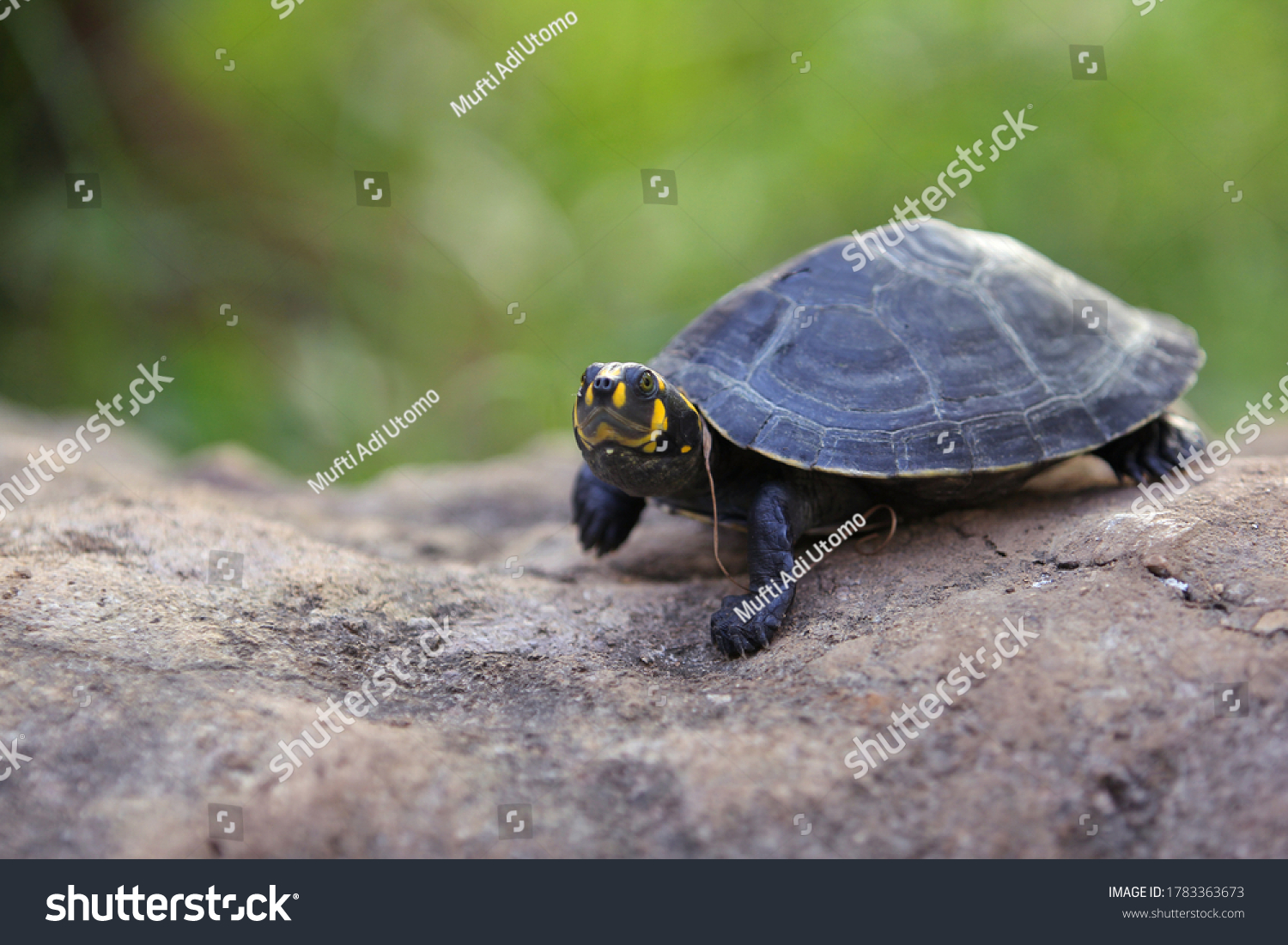 clown yellow bellied slider