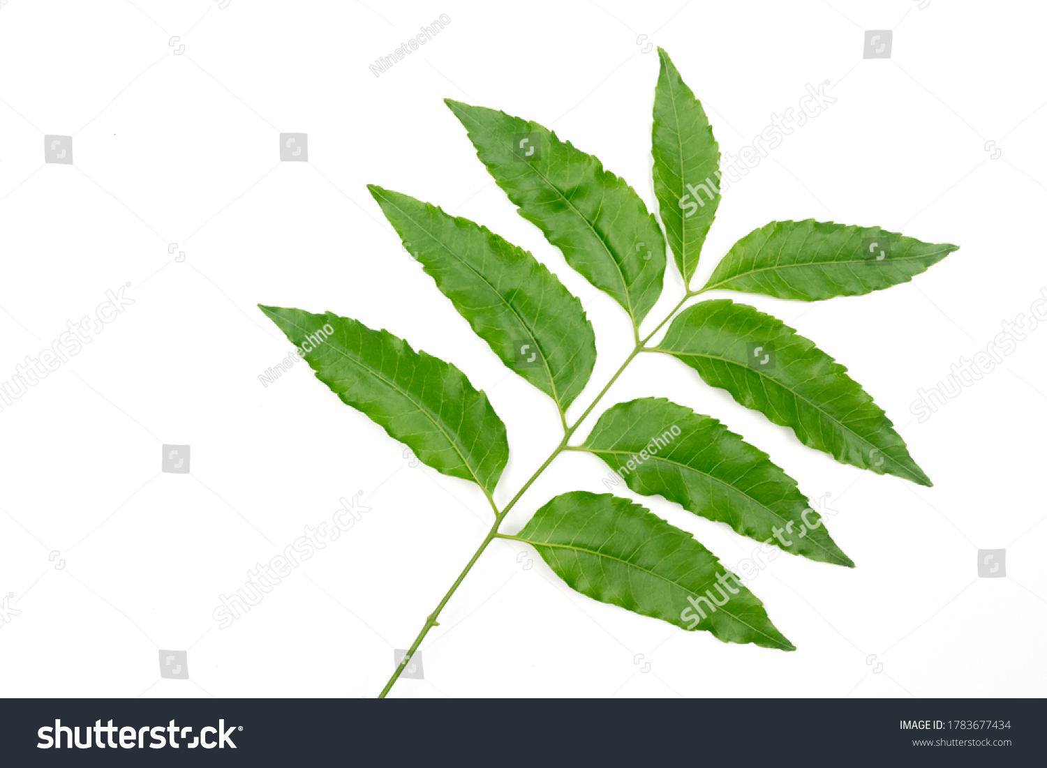 Medicinal Neem Leaf Isolated On White Stock Photo 1783677434 | Shutterstock