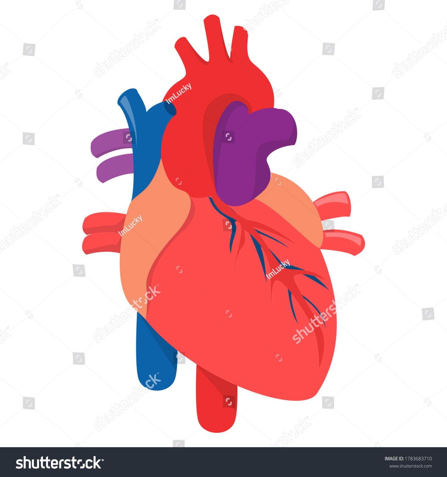 Human Heart Vector Isolated Internal Organ Stock Vector (Royalty Free ...