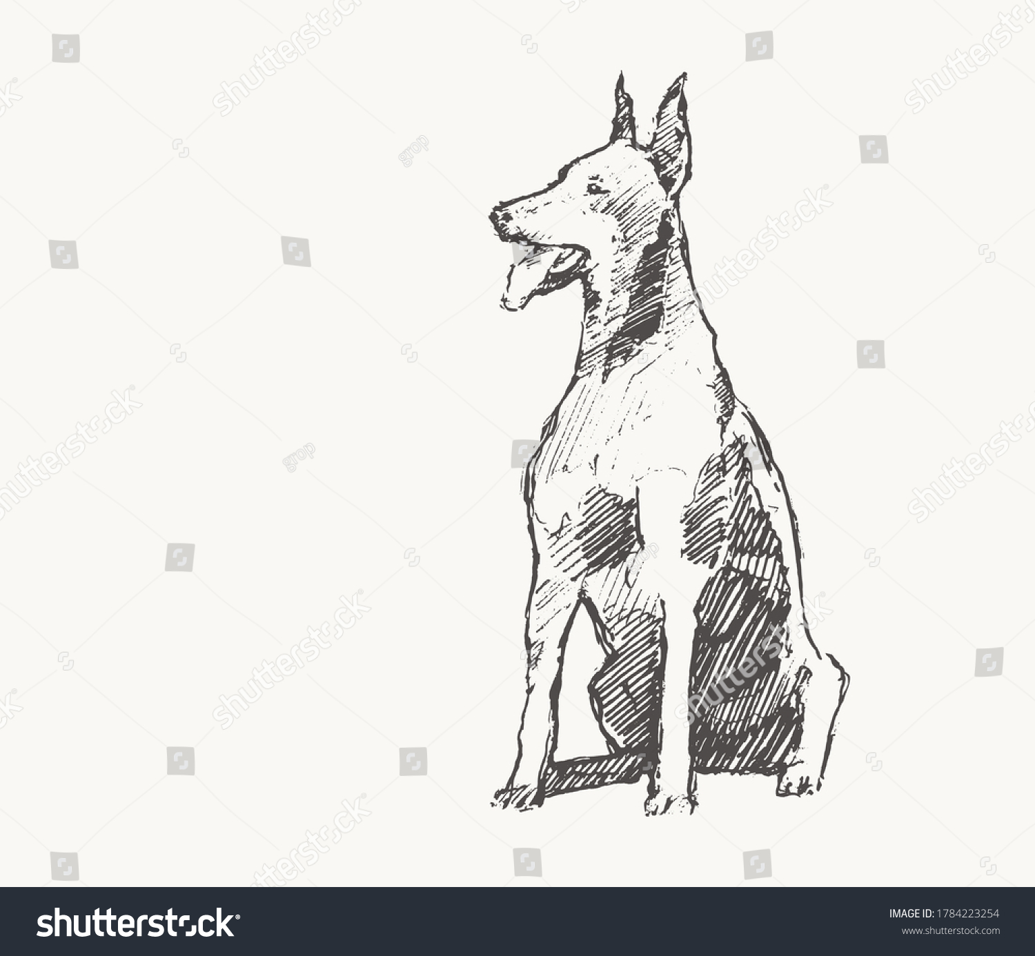 Doberman Pinscher Hand Drawn Vector Illustration Stock Vector (Royalty ...