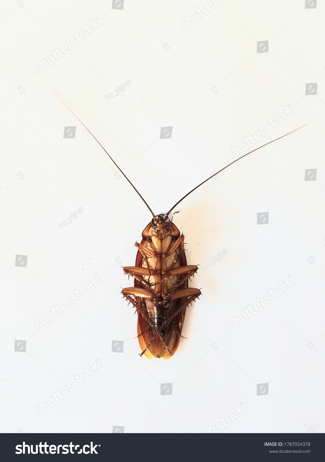 Cockroaches Animals That Breed Very Quickly Stock Photo 1787054378 