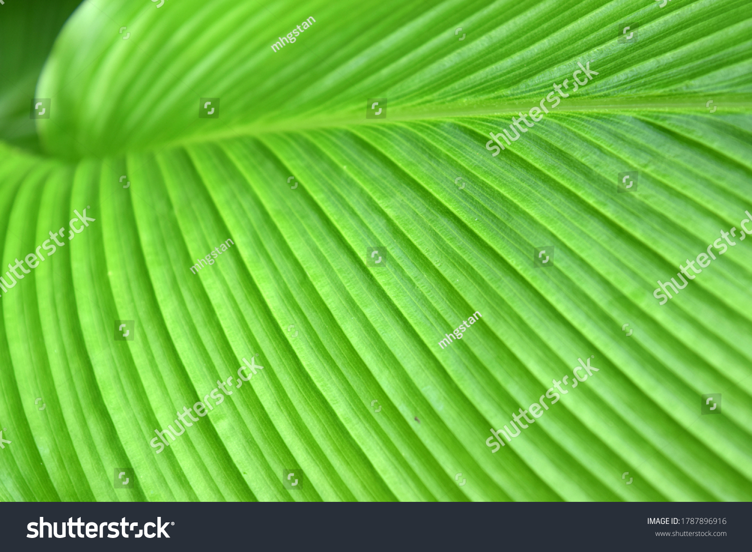 closeup-leaf-pronounced-parallel-veins-stock-photo-1787896916