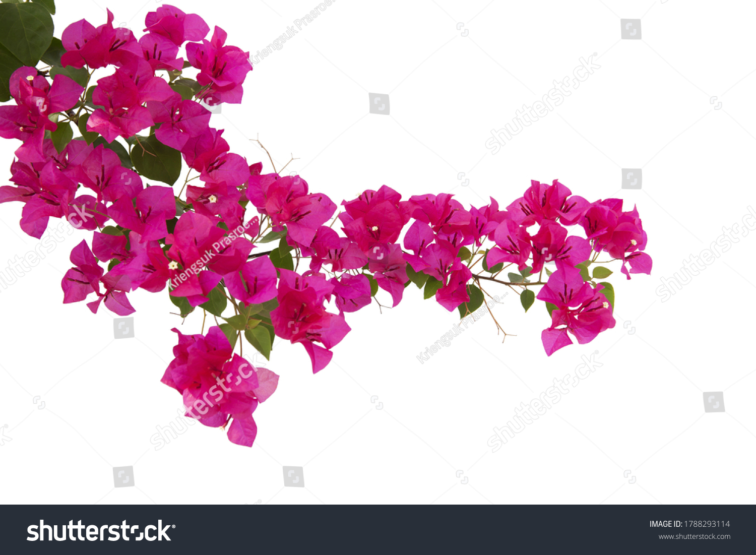 Bougainvilleas Isolated On White Background Paper Stock Photo ...