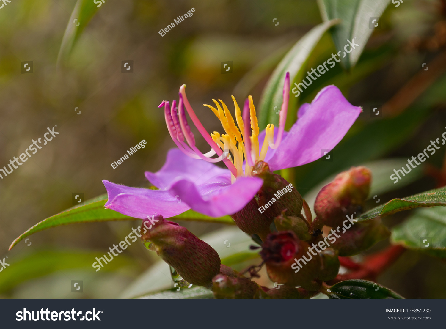 Purple Flower Melastoma Jungle Cameron Highlands Stock Photo 178851230 