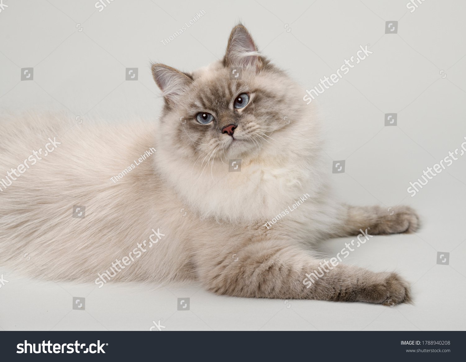 Невская маскарадная кошка рыжая