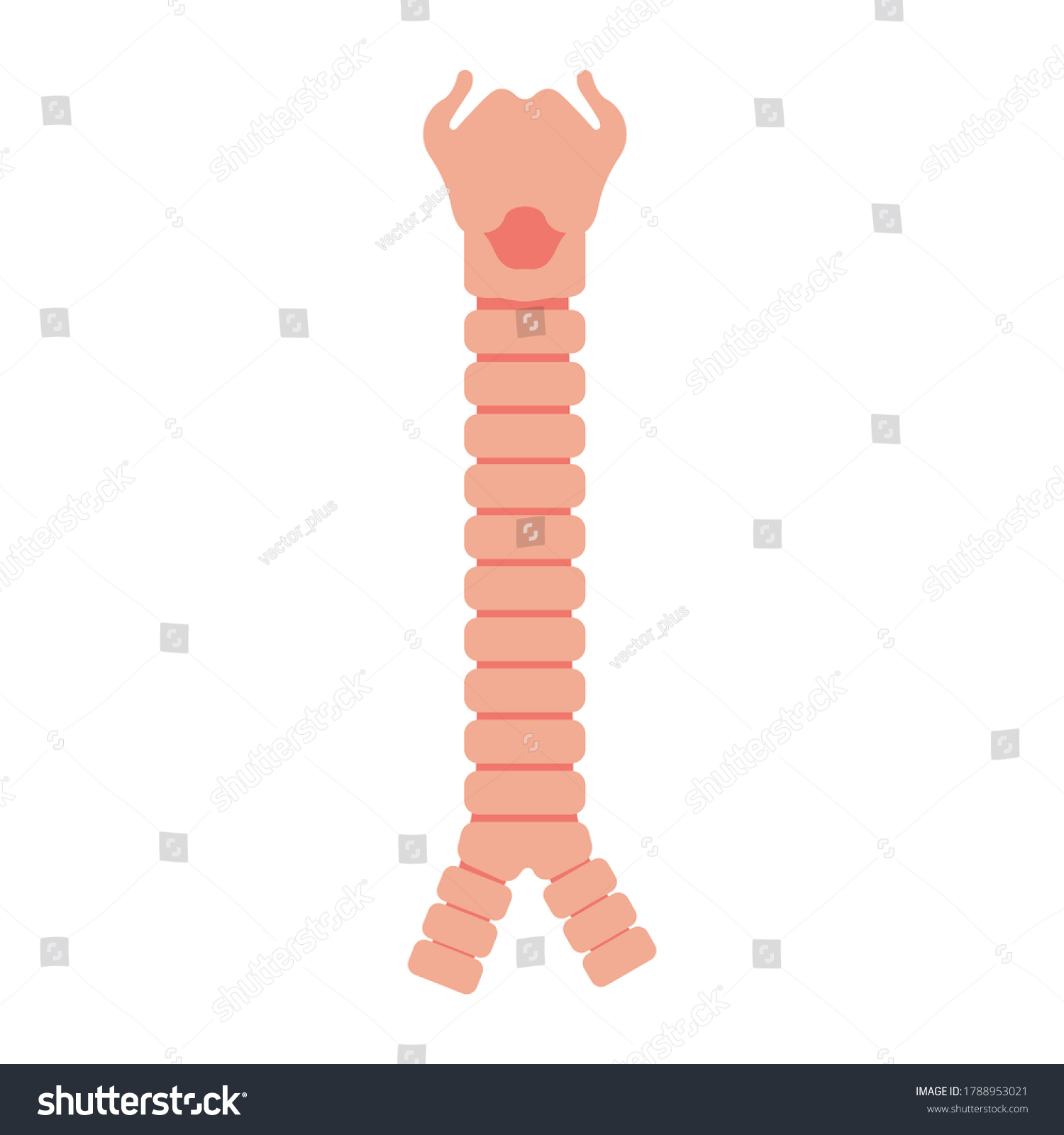 Image Trachea Vector Image Eps 10 Stock Vector (Royalty Free ...