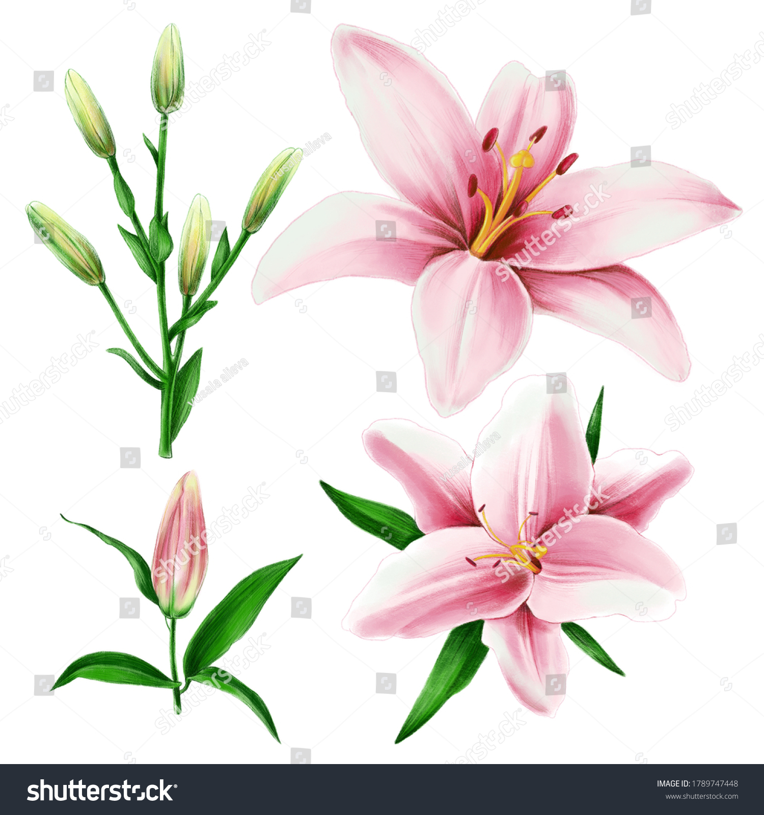 Floral Illustration Set Lilies Stock Illustration 1789747448 | Shutterstock