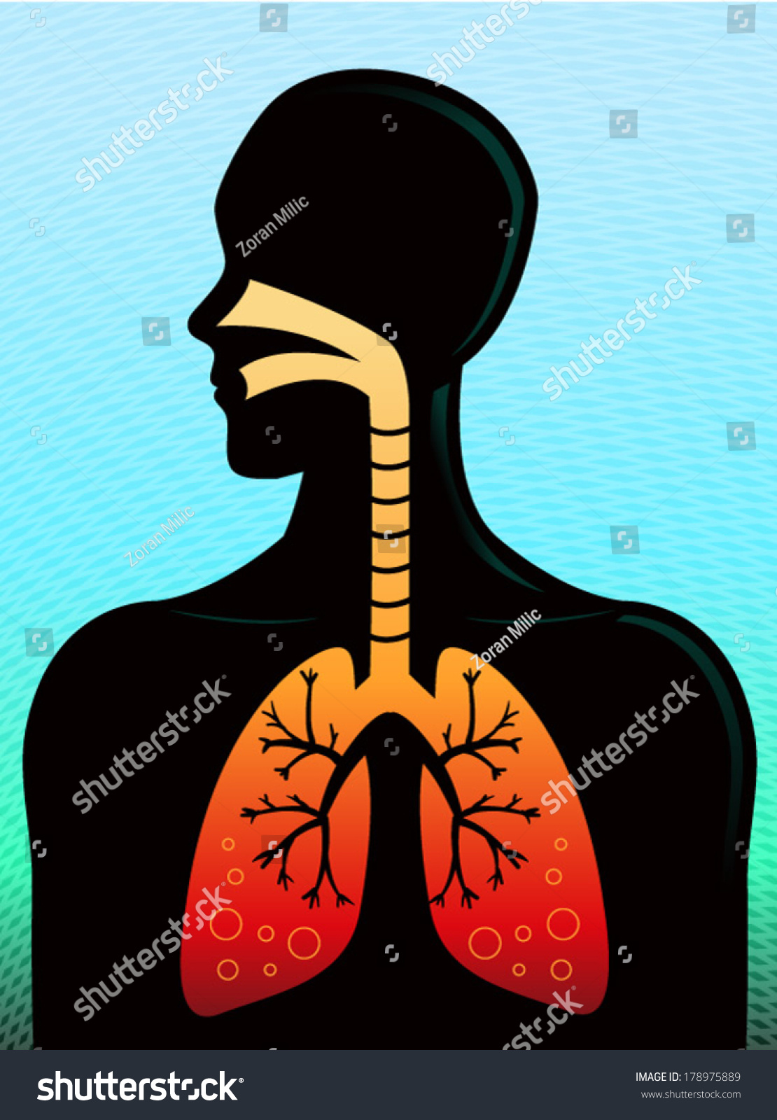 Human Respiratory System Stock Vector (royalty Free) 178975889 