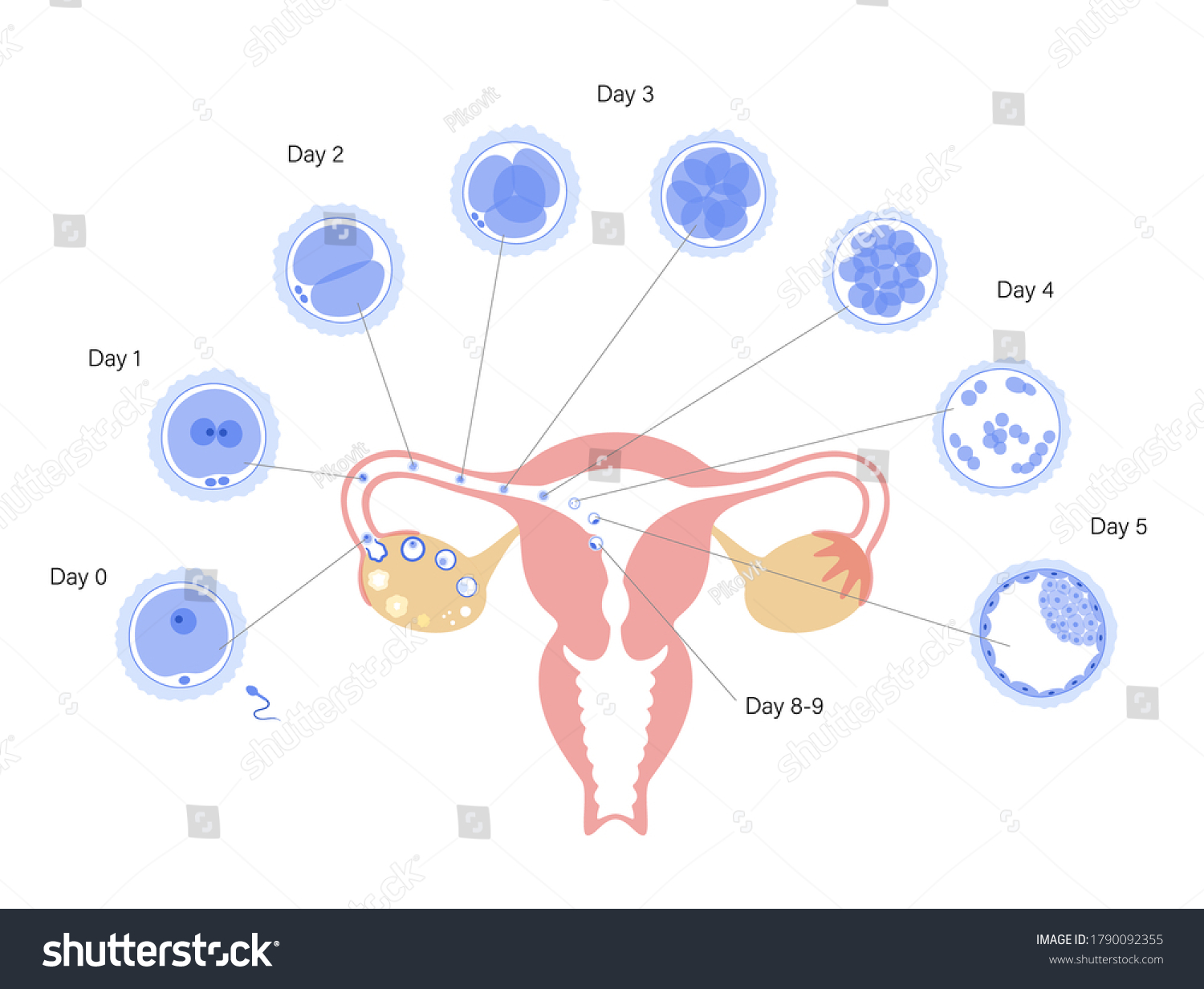 Embryo Development Uterus Insemination Fertalization Female Stock Vector Royalty Free
