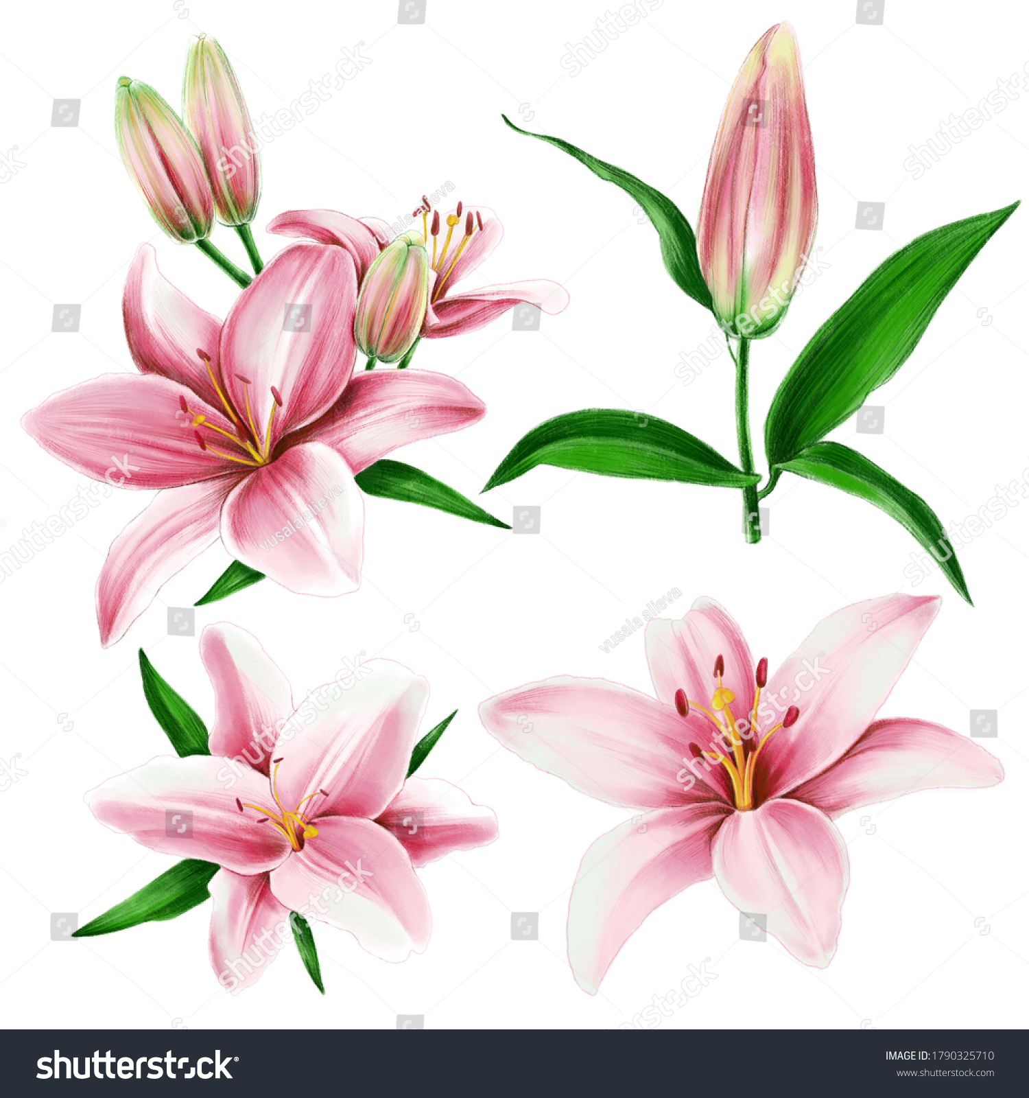 Lily Illustration Set Isolated On White Stock Illustration 1790325710 ...