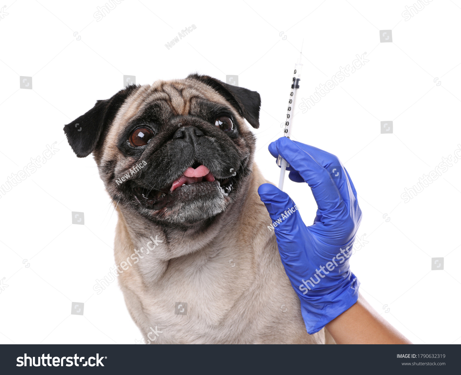 Professional Veterinarian Holding Syringe Vaccine Near Stock Photo ...