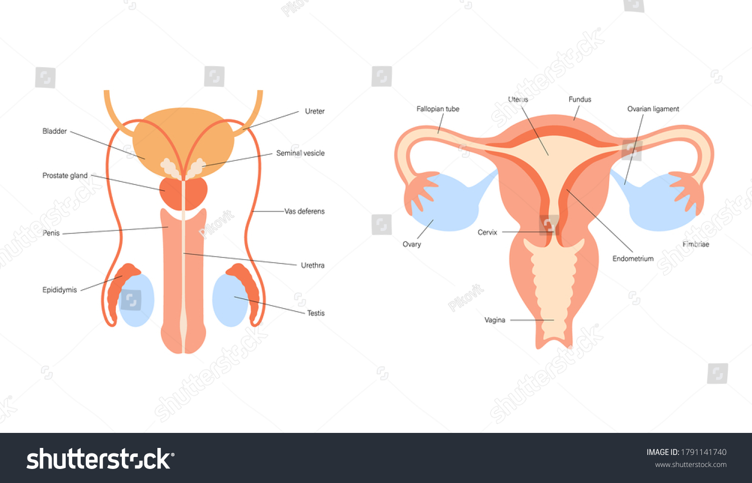 System Reproductive la femme\