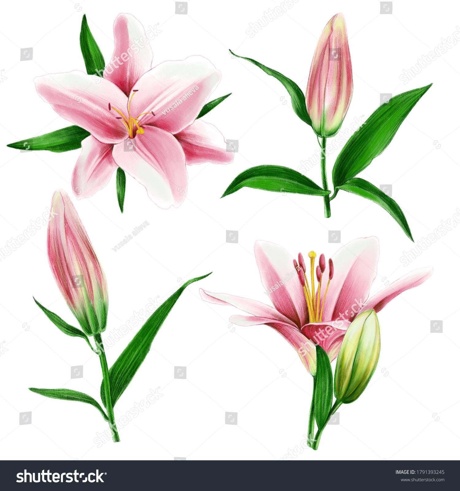 Botanical Illustration Set Lily Flower Stock Illustration 1791393245 