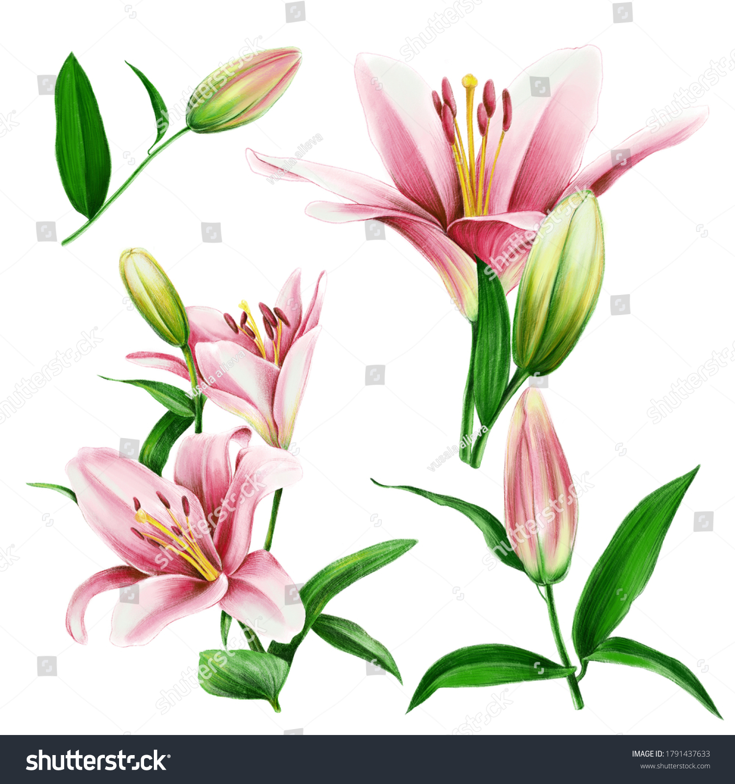 Cute Lily Flower Illustration Set Stock Illustration 1791437633 ...