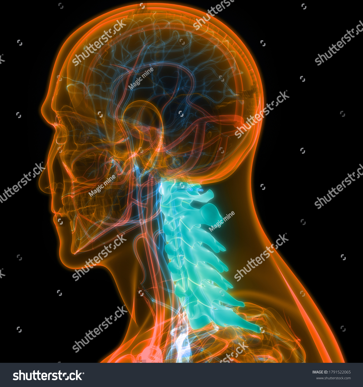 Spinal Cord Vertebral Column Cervical Vertebrae Stock Illustration Shutterstock