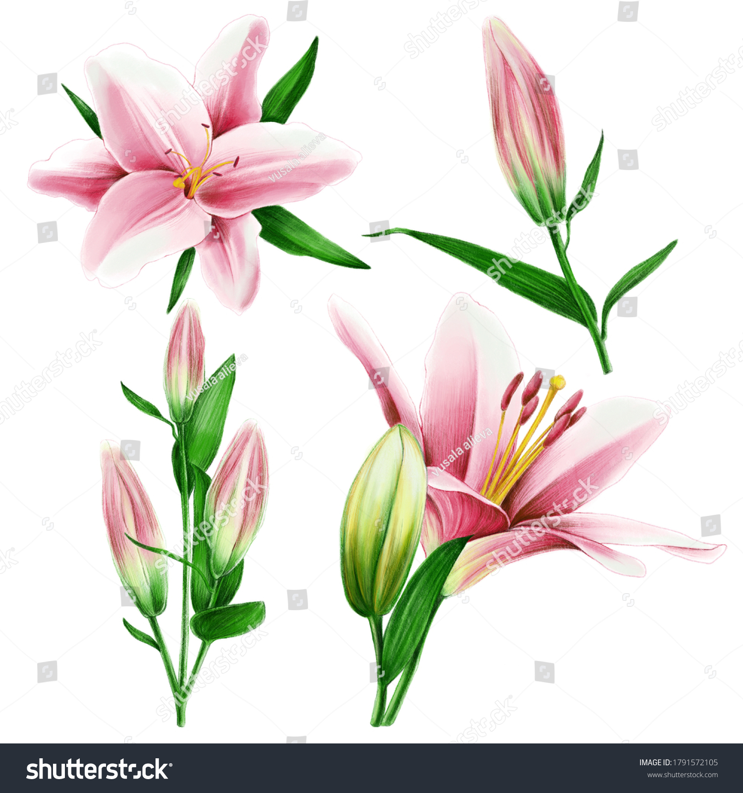 Pink Lilies Blooms Set Stock Illustration 1791572105 | Shutterstock