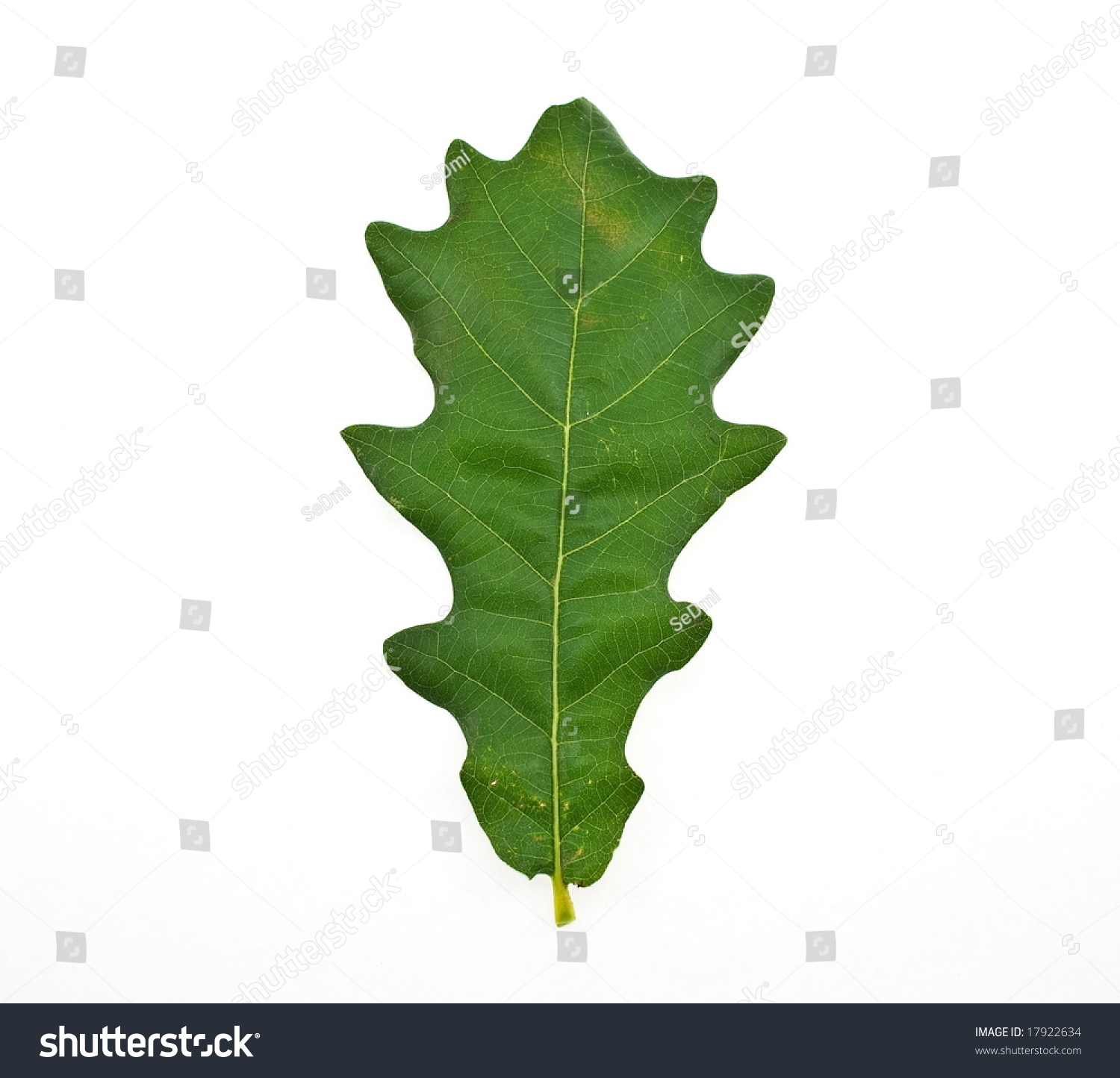 Oak Leaf Isolated On White Background Stock Photo 17922634 | Shutterstock