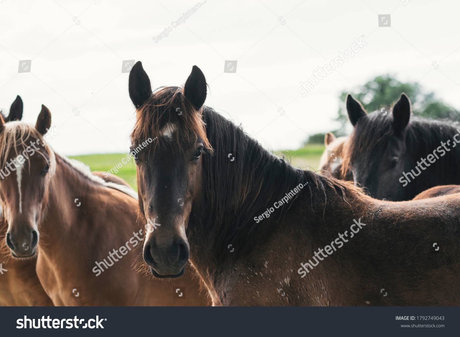 Group Horses Looking Camera Stock Photo 1792749043 | Shutterstock