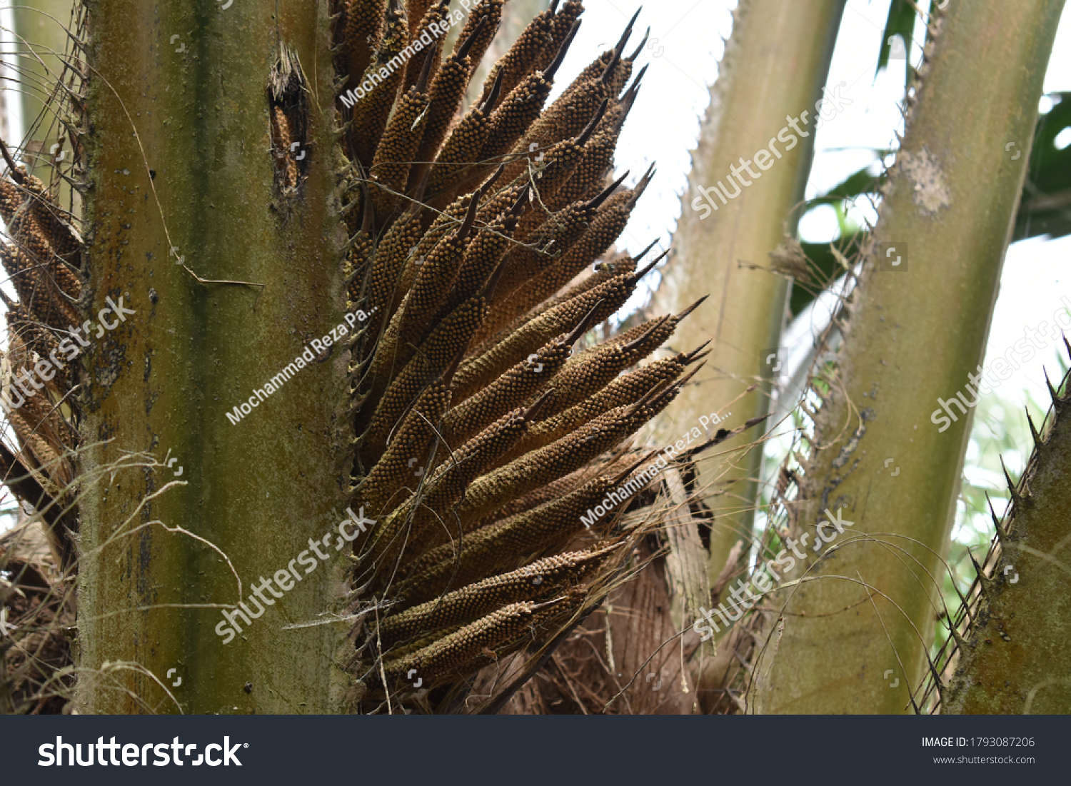 Male Flower Palm Oil Tree Stock Photo 1793087206 | Shutterstock