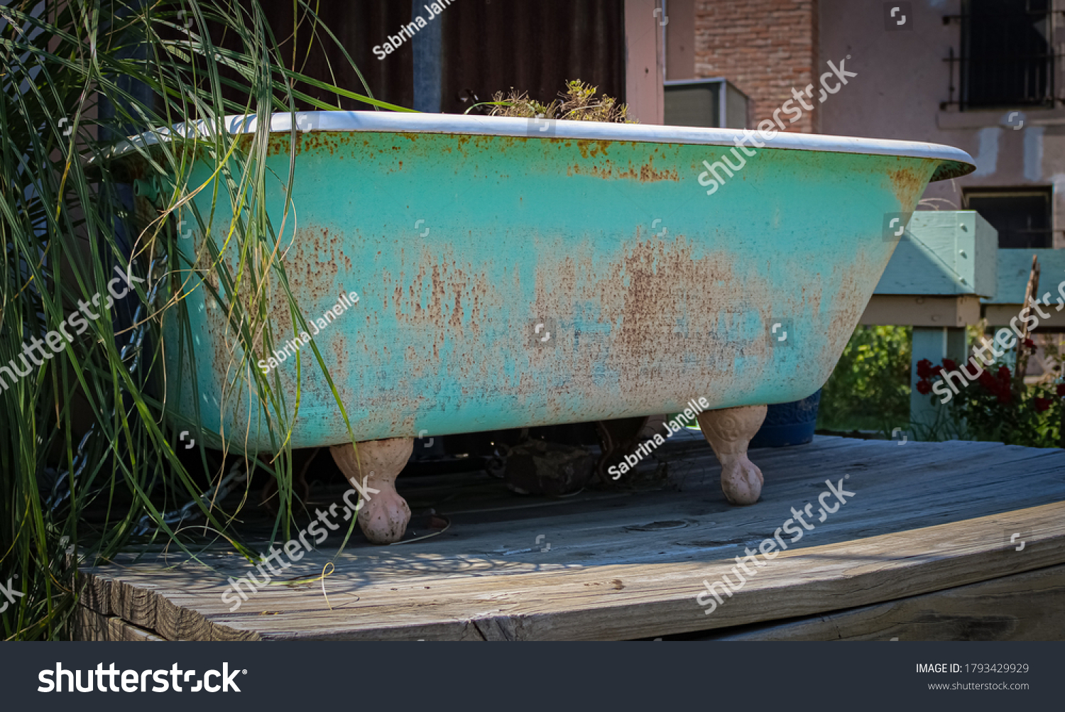 Green Clawfoot Tub Garden Stock Photo 1793429929 | Shutterstock