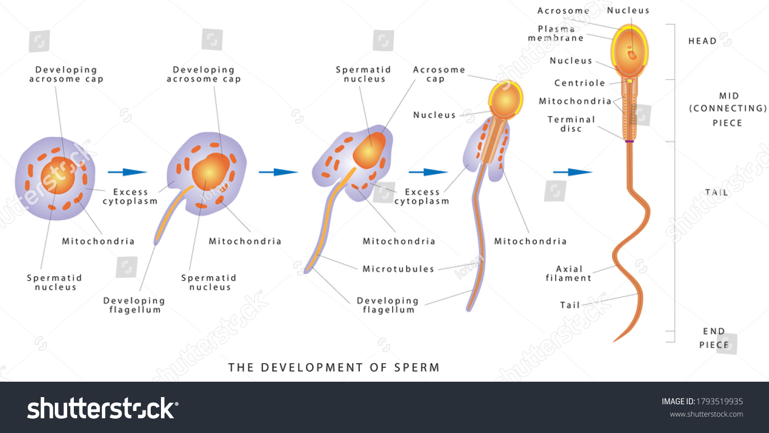 Sperm Development Espermatozoide Diagram Human Sperm Stock Vector Royalty Free 1793519935 