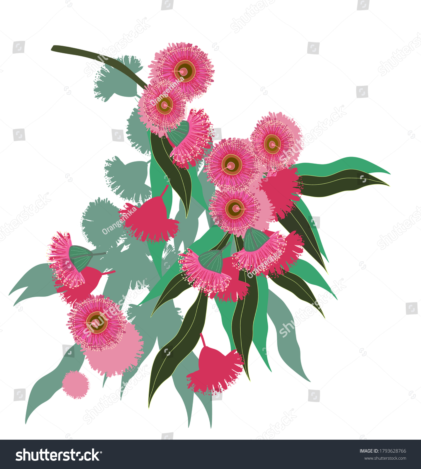 Australian Eucalyptus Branch Flowers Leaves Vector Stock Vector 