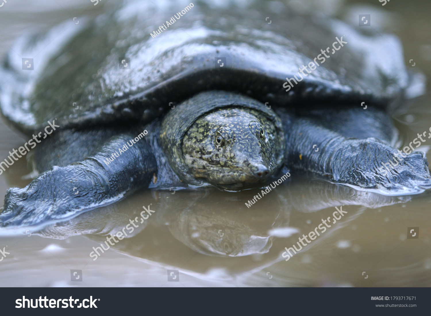 Malayan Softshell Turtle Found Brunei Indonesia Stock Photo 1793717671 ...