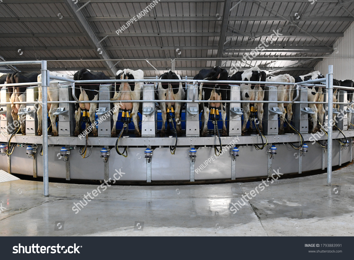 Cow Milking Facility Mechanized Milking Equipment Stock Photo ...