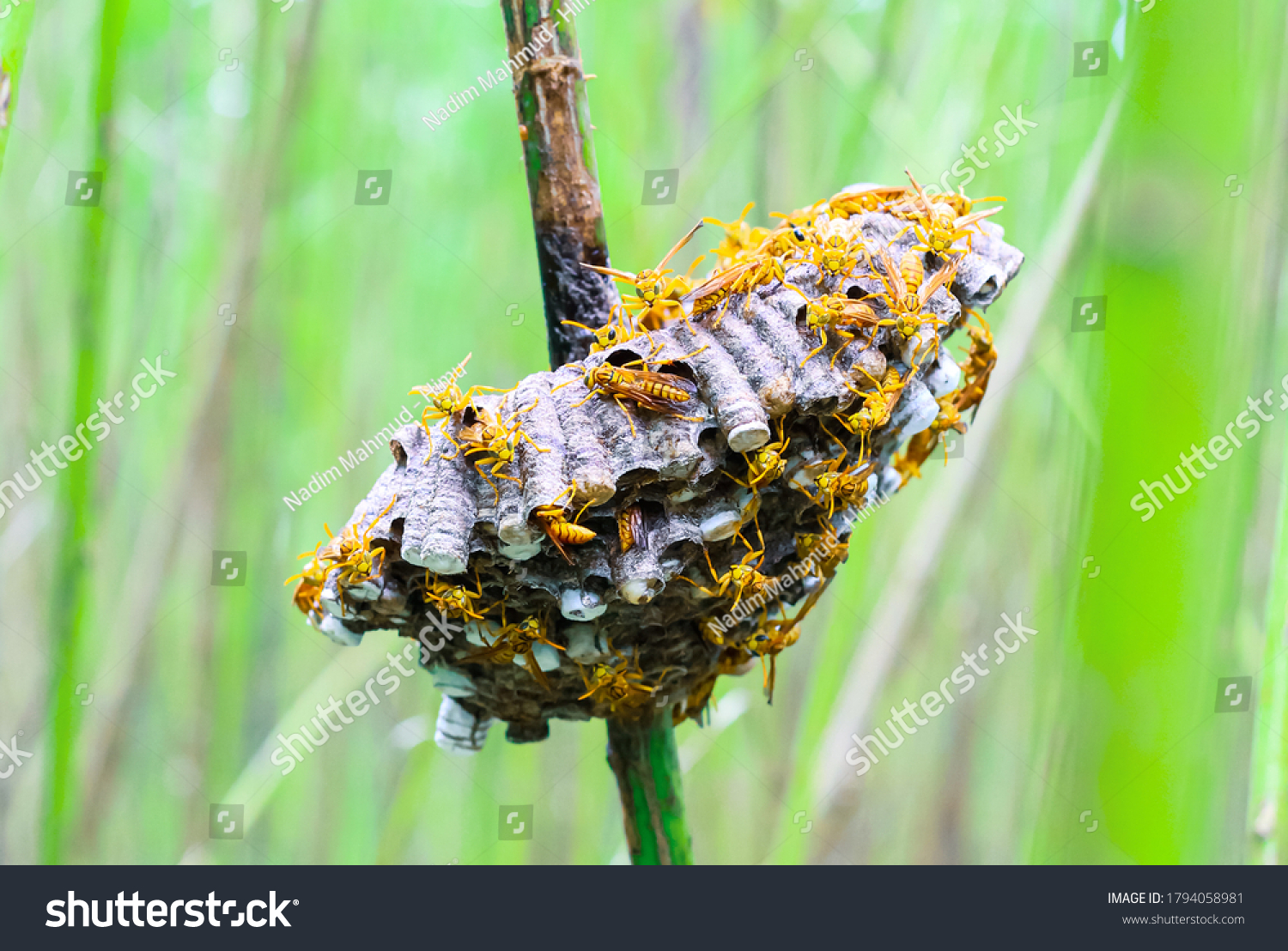 Close Hornet Nest Wasps Nest Hornets Stock Photo 1794058981 | Shutterstock