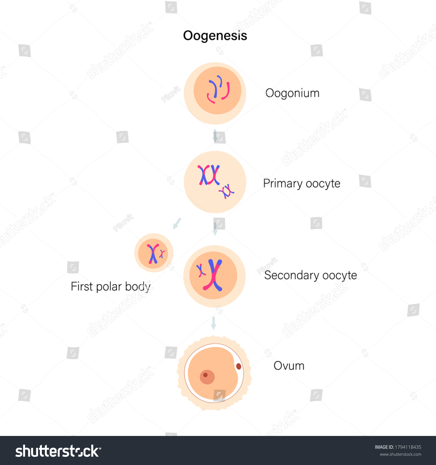 Oogenesis Cell Division Diploid Cells Dna Stock Vector Royalty Free 1794118435 Shutterstock 