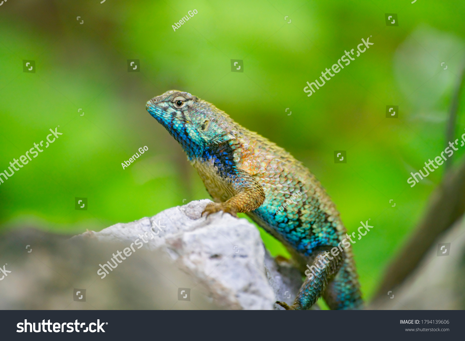 Huge Chameleon Colorful Scales Sunbathing On Stock Photo 1794139606 ...