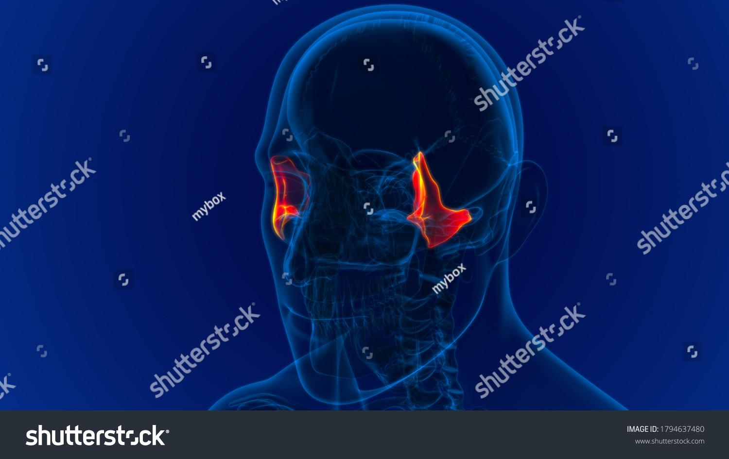 Human Skeleton Skull Zygomatic Bone Anatomy Stock Illustration 1794637480 Shutterstock 3714