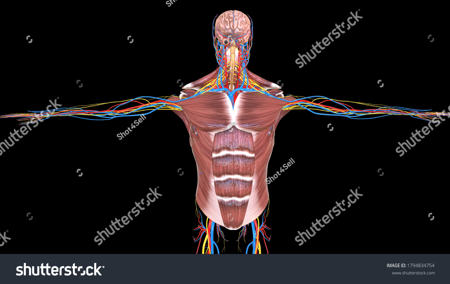 Human Muscular System Organs Anatomy3d Illustration Stock Illustration 