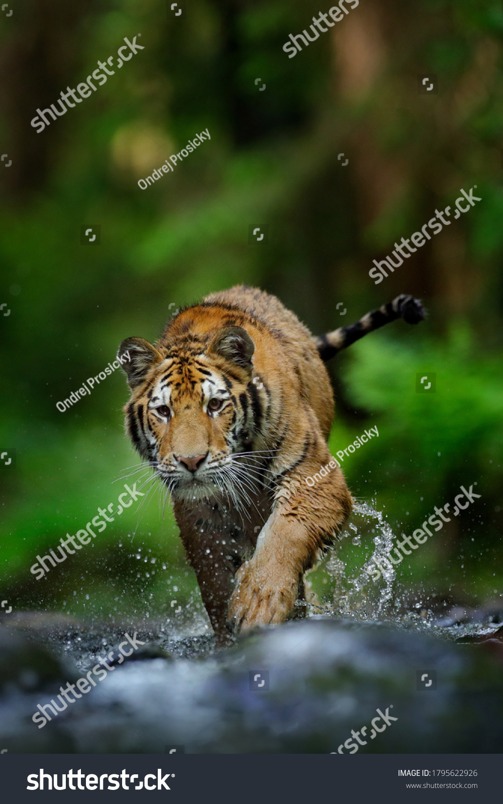 Tiger Running Water Siberia Dangerous Animal Stock Photo 1795622926 ...