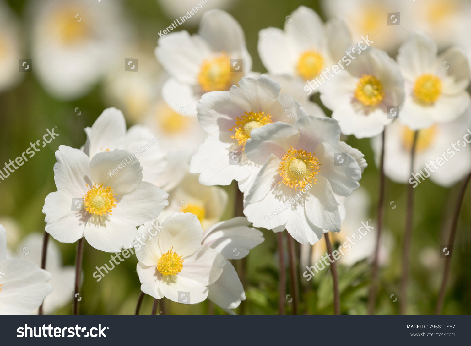 6,180 Snowdrop Anemone Images, Stock Photos & Vectors | Shutterstock