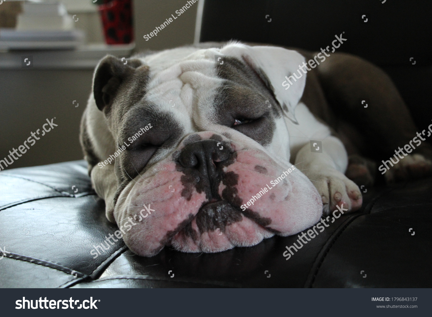 English Bulldog Red Swelling Eyes Allergy Stock Photo 1796843137 ...