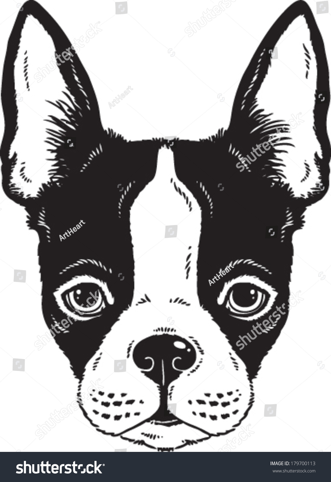 Vektor Stok Black White Vector Sketch Boston Terrier (Tanpa Royalti) 179700...