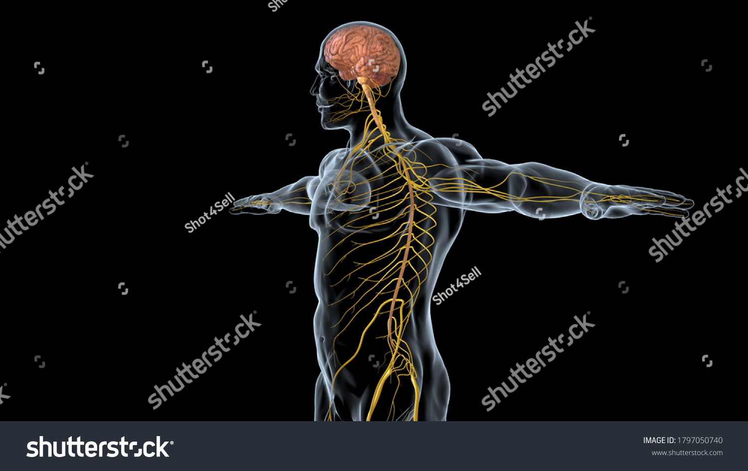 Structure Human Brain Anatomy3d Illustration Stock Illustration 1797050740 Shutterstock Structure Human Brain Anatomy3d Illustration Stock Illustration 1797050740 Shutterstock