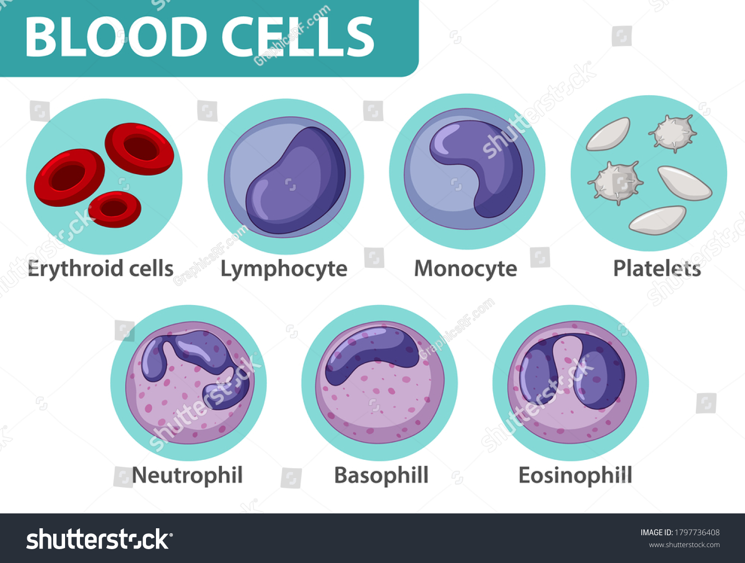 Type Blood Cells Illustration Stock Vector (Royalty Free) 1797736408 ...