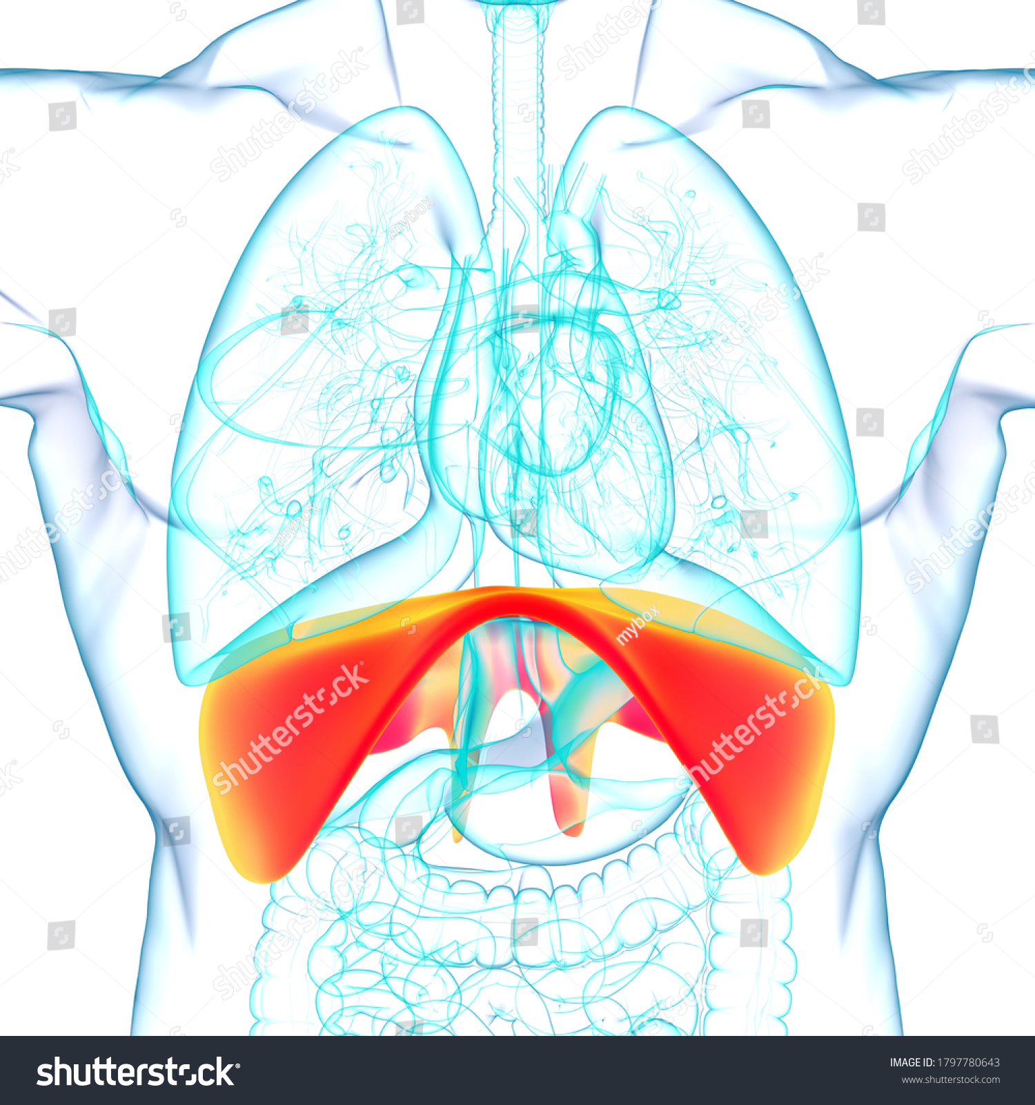 Diaphragm Human Respiratory System Anatomy Medical Stock Illustration 