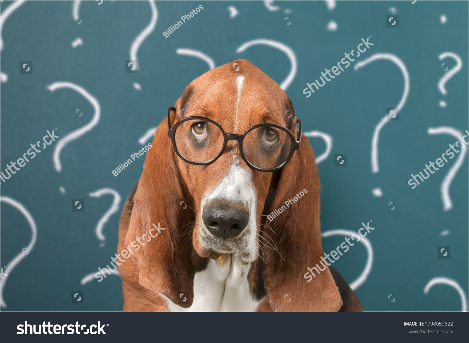 Dog Question Mark Meme